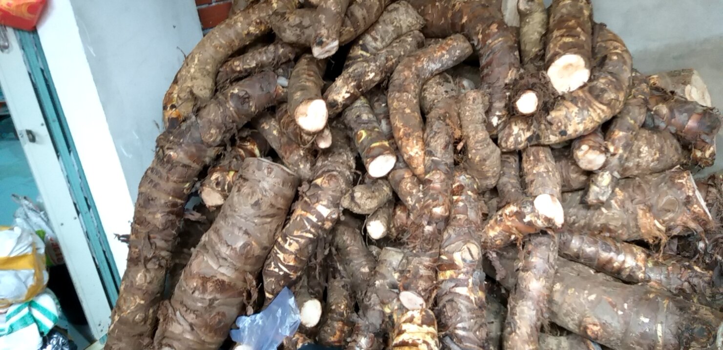 Củ Bạc Hà núi - núi Cấm An Giang linh thiêng 3kg trị ung thư