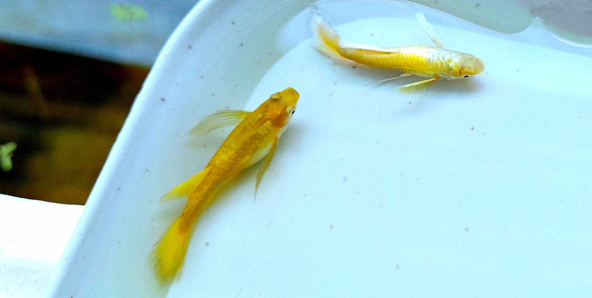 full gold ribon 60k cặp mái ribon trống gen