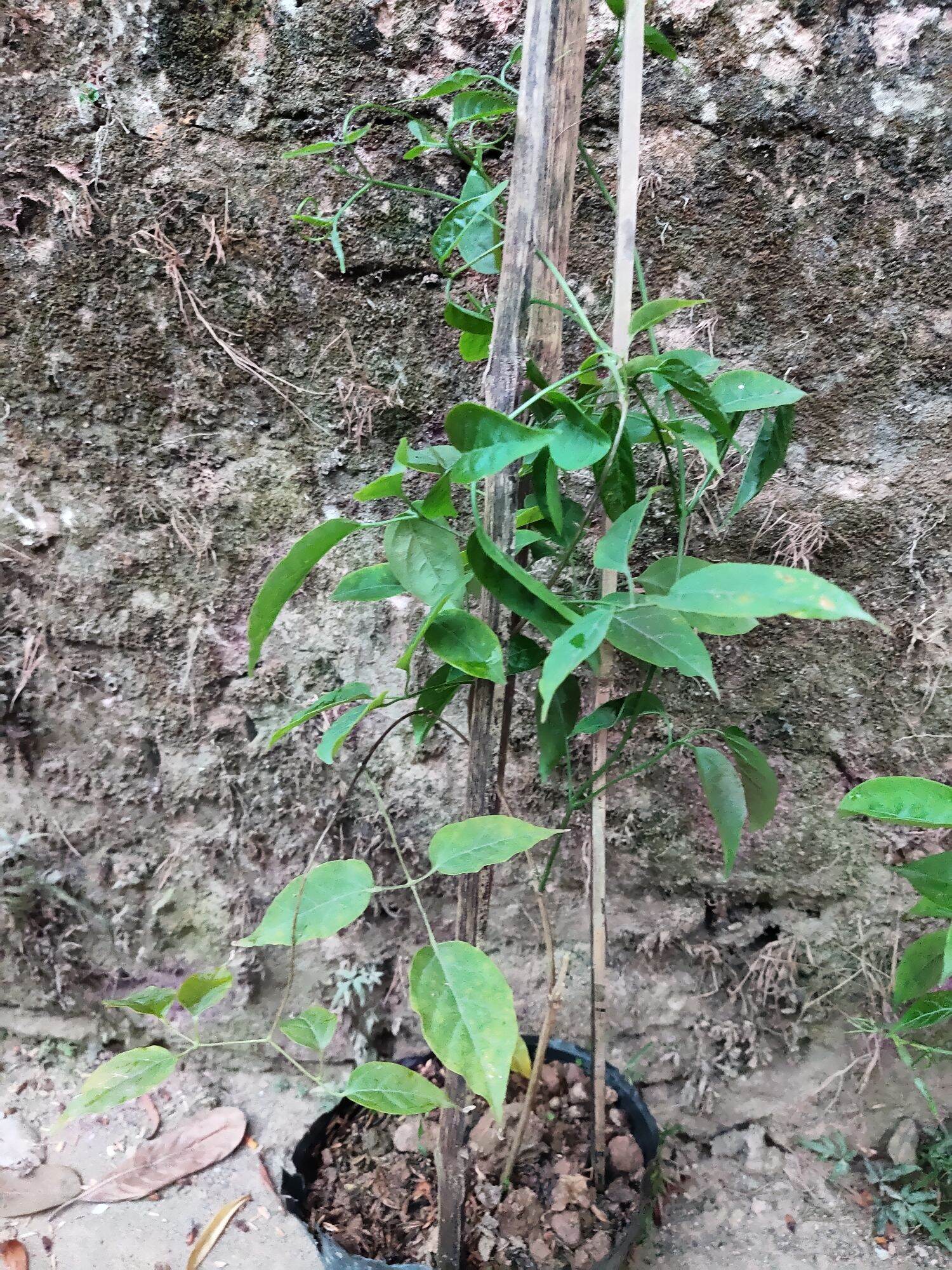 Cây giống hoa Chùm ớt