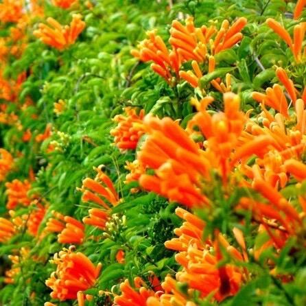 Cây giống hoa rạng đông cao 25-30cm