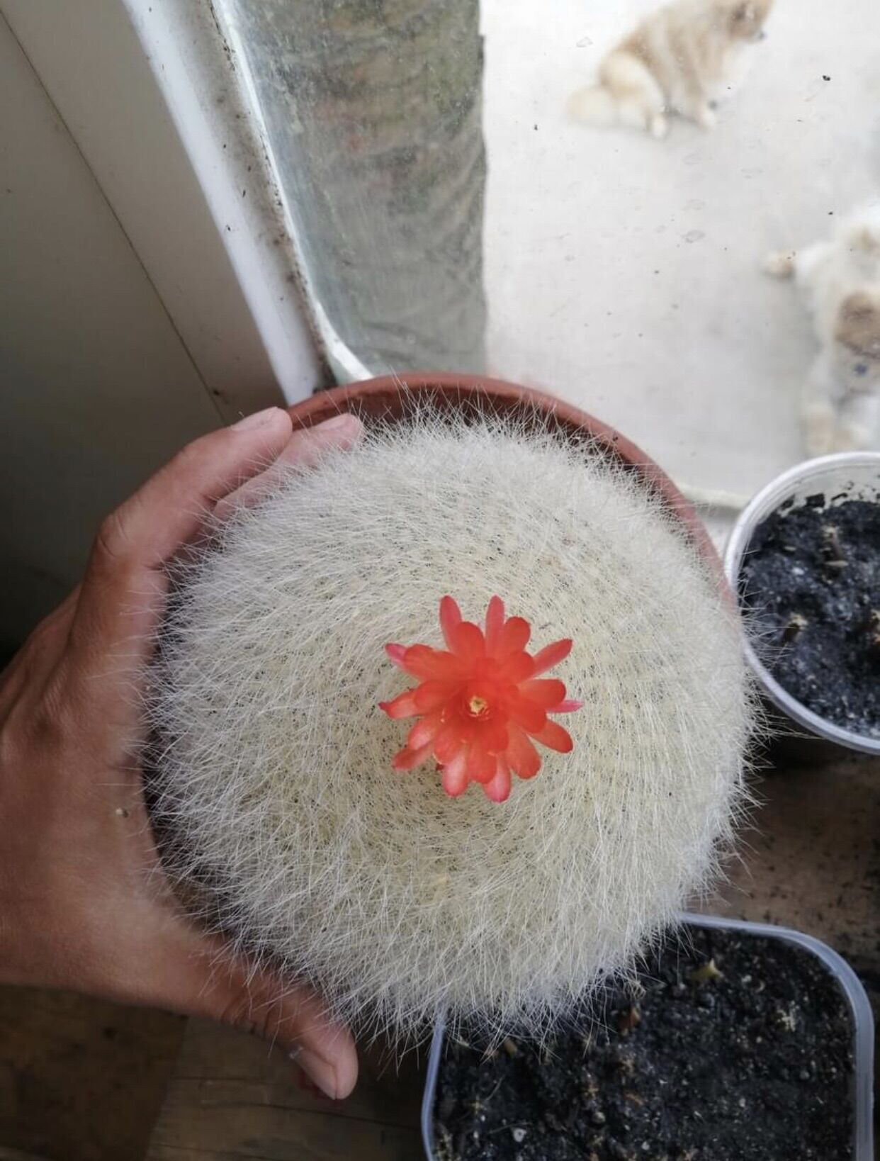 Xương rồng Lông Thiên nga hàng hạt