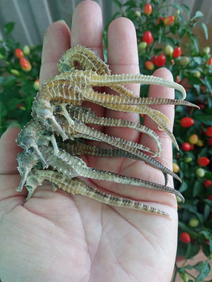 10 con cá ngựa khô dài 7-8cm