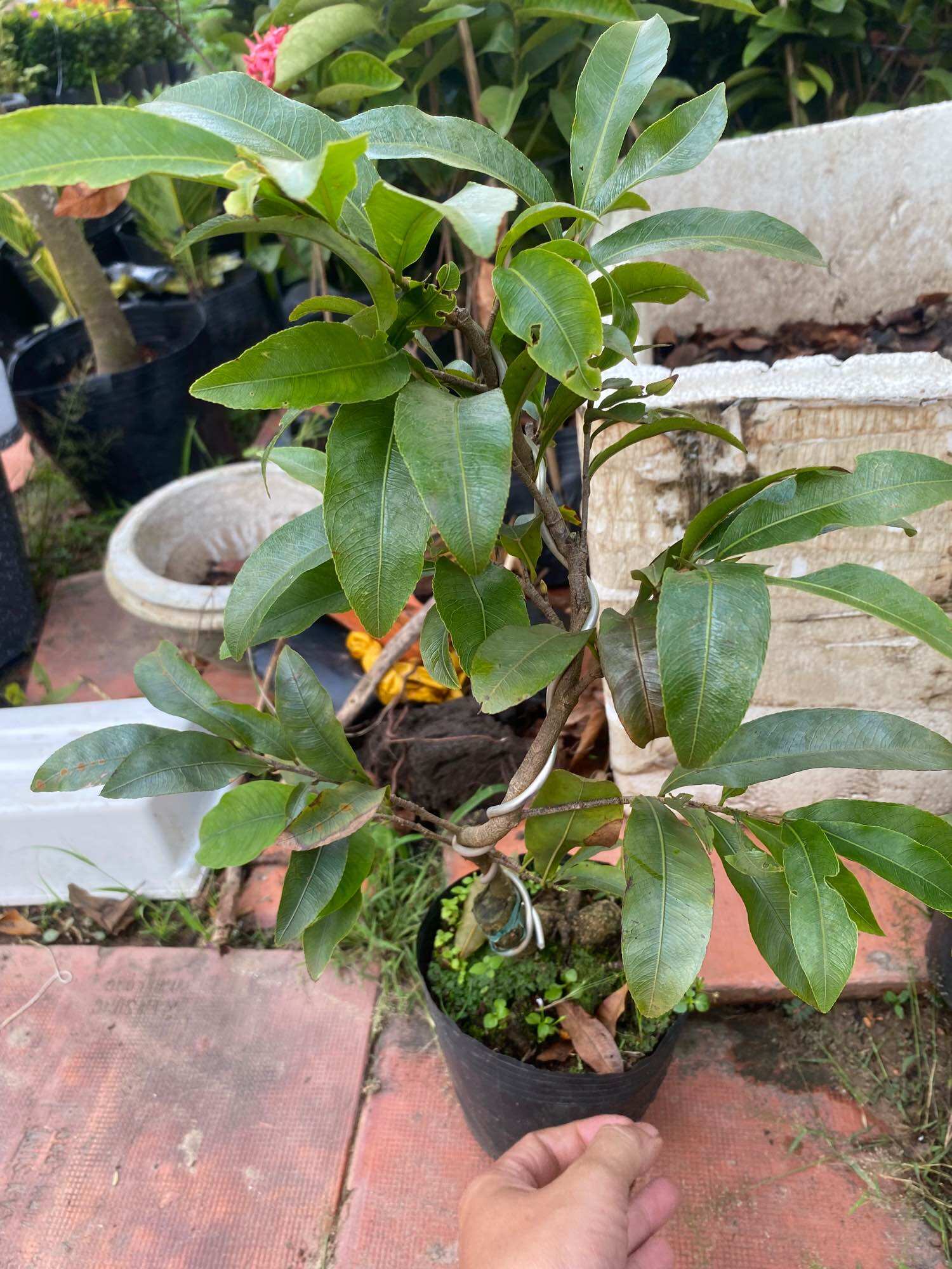 Cây Mai vàng giảo nụ chơi tết
