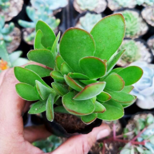 Sen cánh bướm bầu