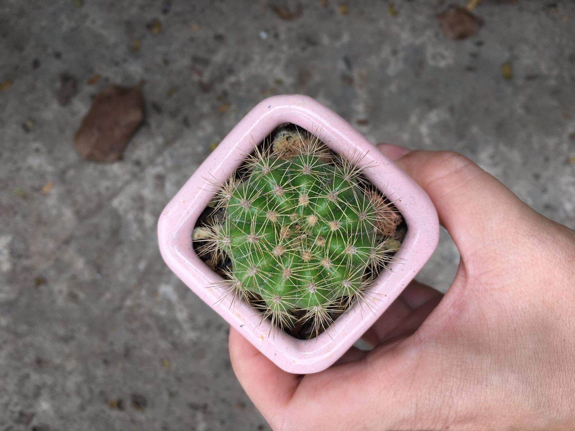Chậu cây xương rồng bí xanh mini (chậu ngẫu nhiên)