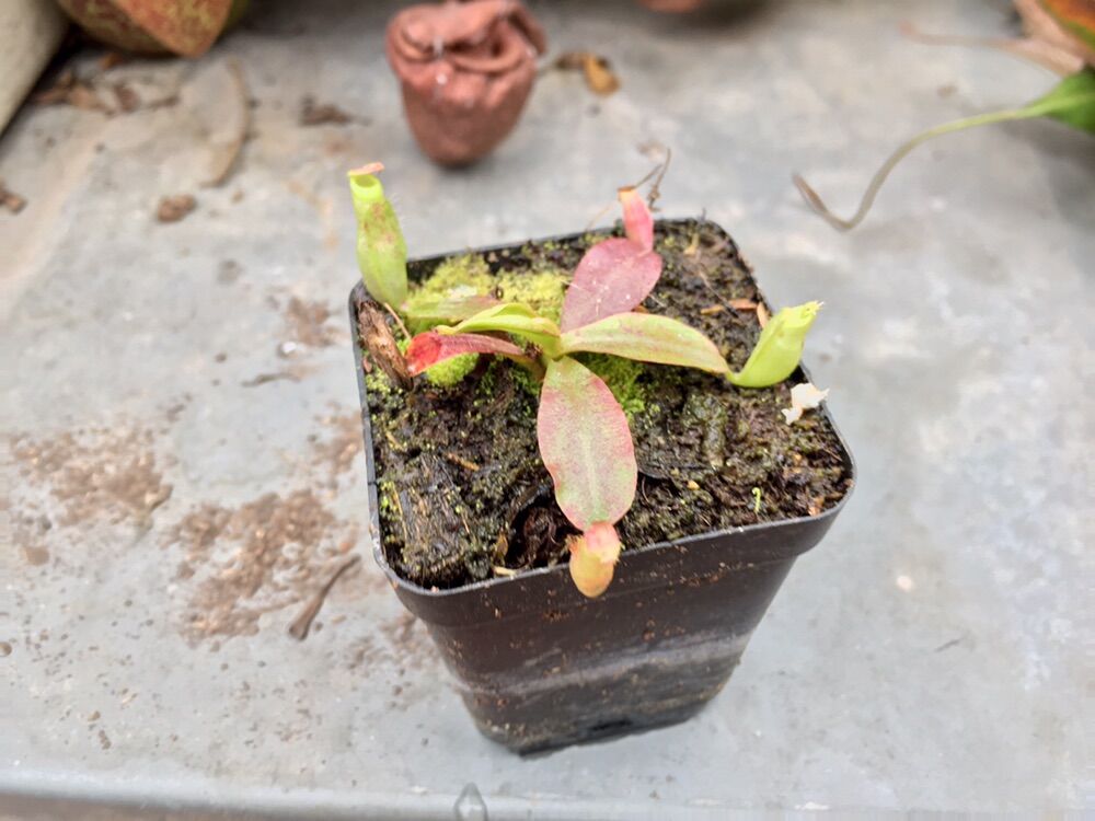 Cây nắp ấm nhỏ