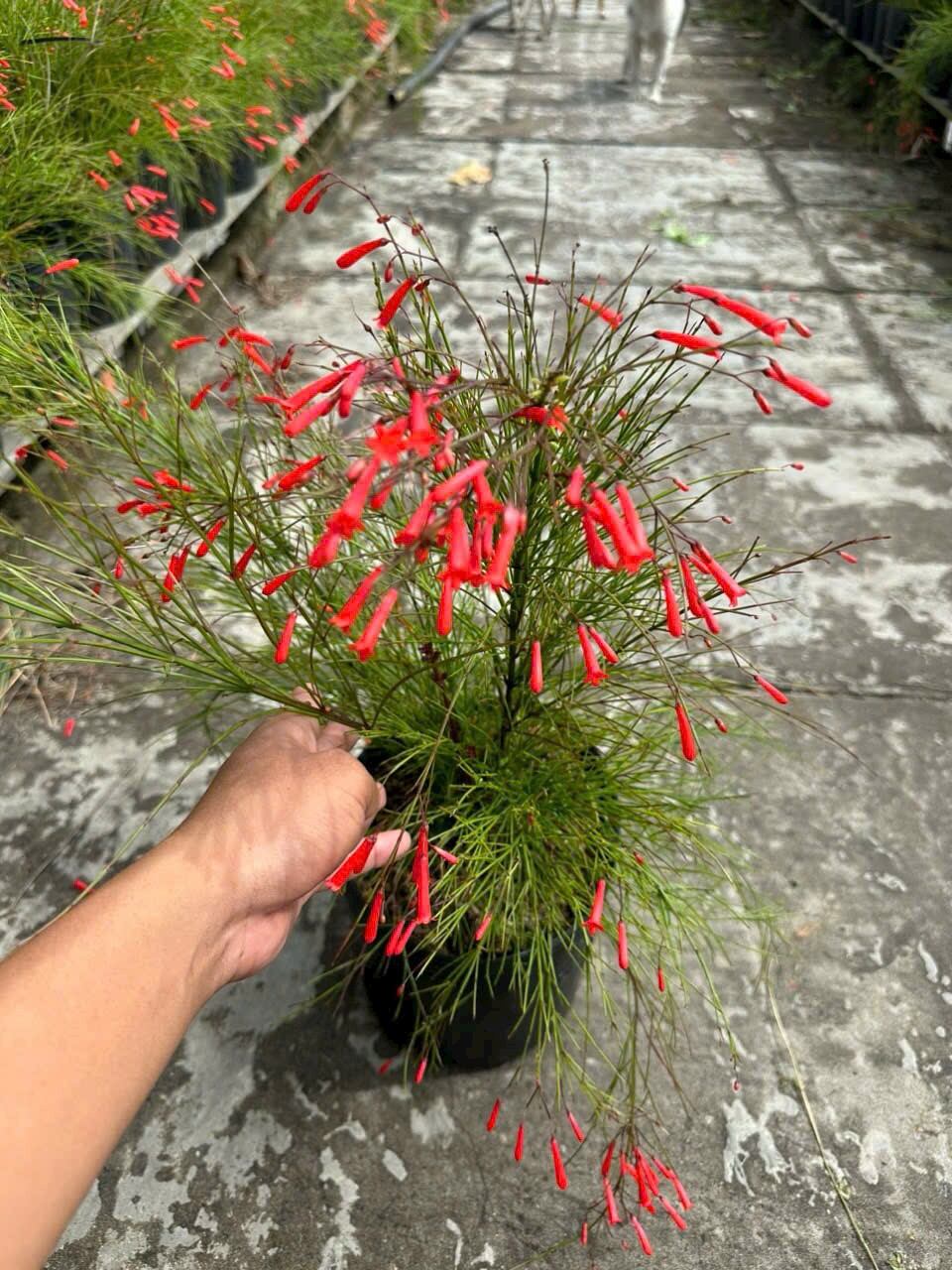 Cây hoa Pháo đỏ rũ