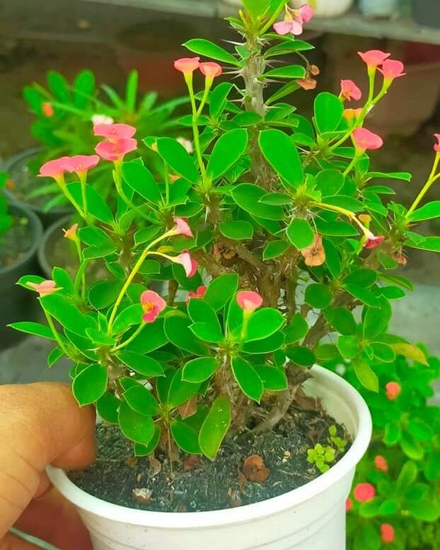 Cây xương rồng bát tiên mini nhật