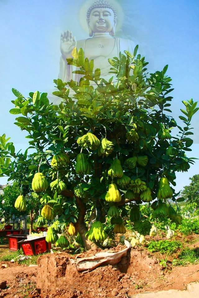 Cây giống phật thủ (siêu sớm)