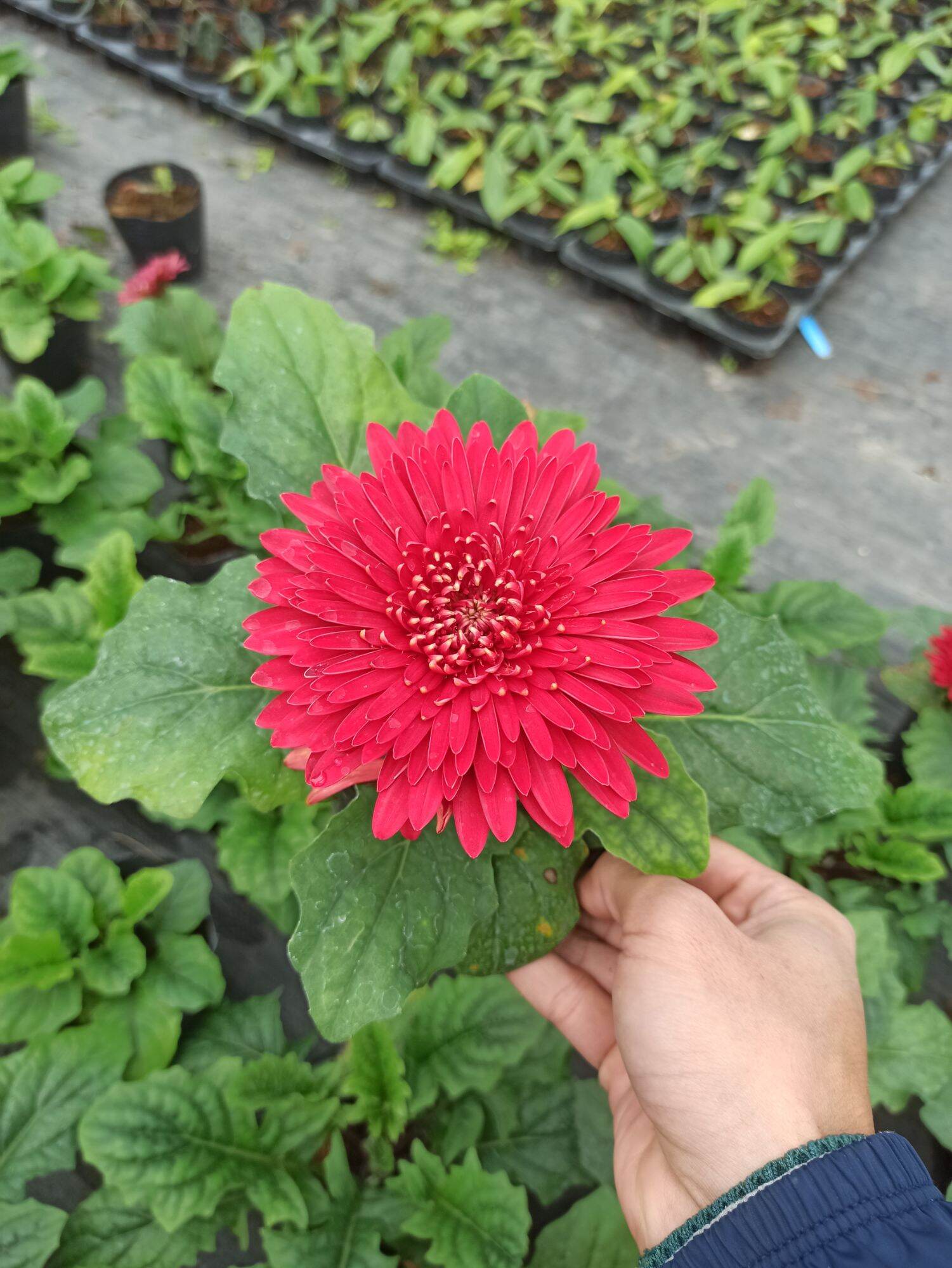 chậu đồng tiền đang nụ