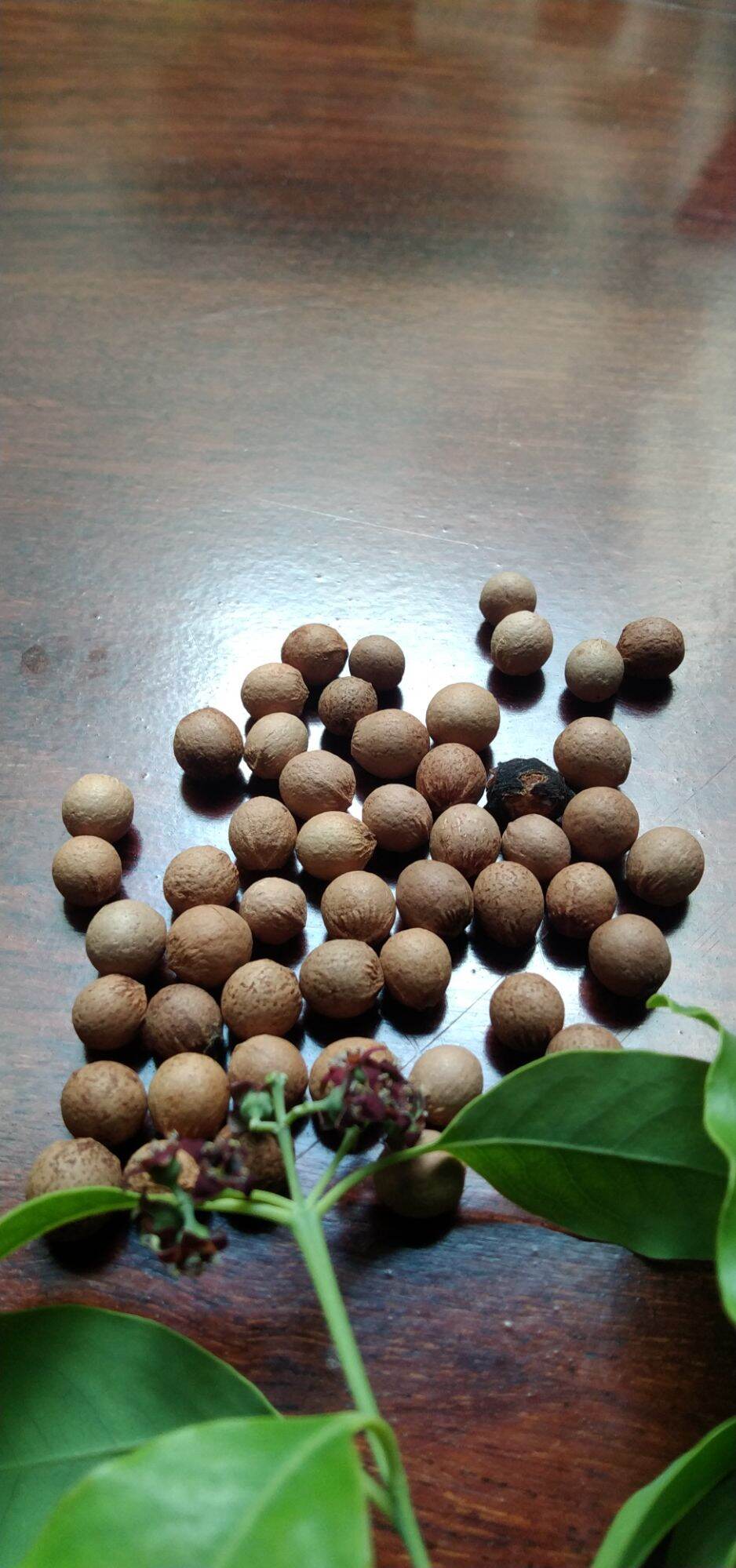 39 Hạt đàn hương f2- Hạt giống cây Đàn Hương Ấn Độ