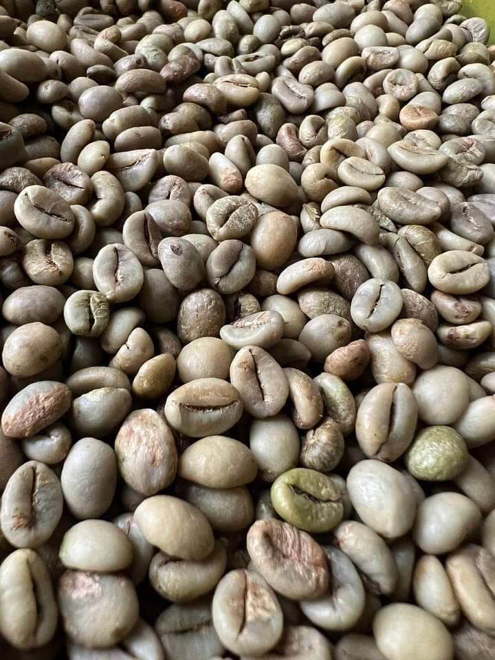 Cafe Robusta nhân sống BAN MÊ THUỘT 1kg
