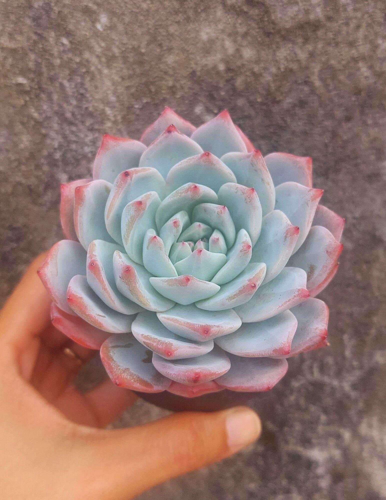 Sen đá CHIM HỒNG size trung 8 cm