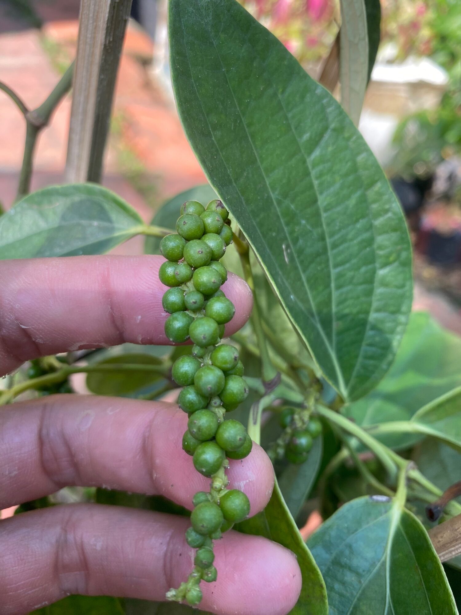 Chậu Cây tiêu xanh