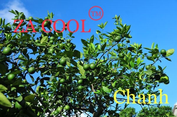 Bột thanh nhiệt Za Cool 3 vị (Sản phẩm xuất khẩu)