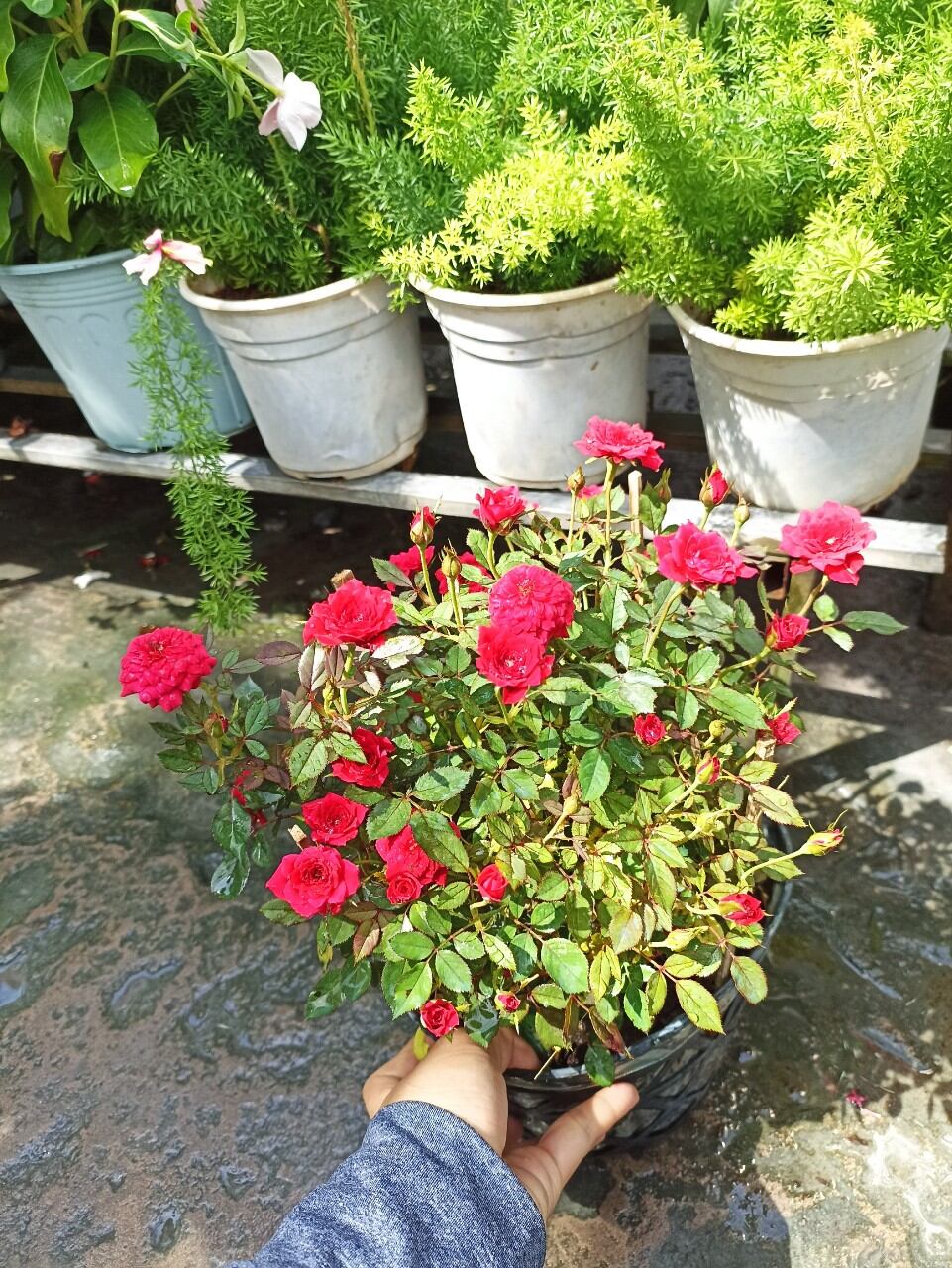 Chậu hồng tỉ muội đỏ, hồng phấn, hồng đậm, siêu nụ cam cà rốt