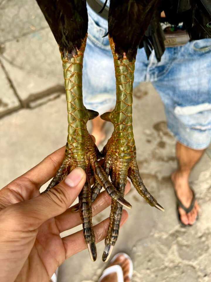 10 Trứng Gà Mỹ ấp nở con giống