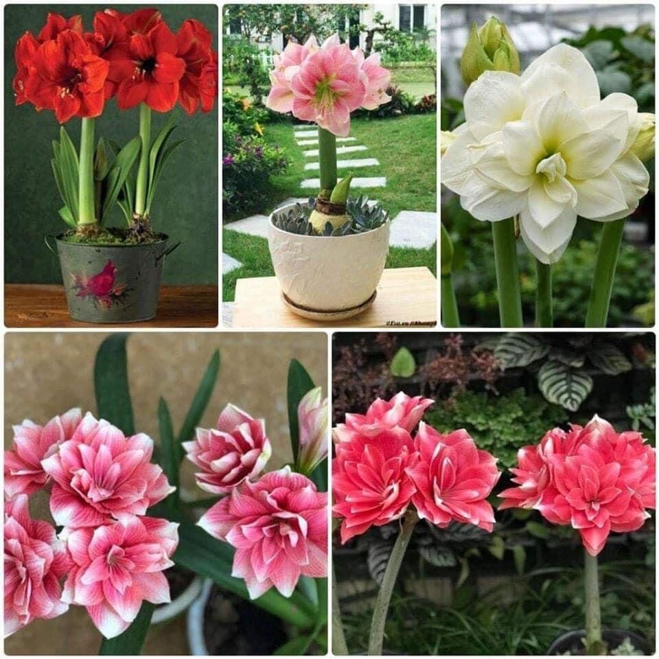 Hoa Lan Huệ kép (2 củ)