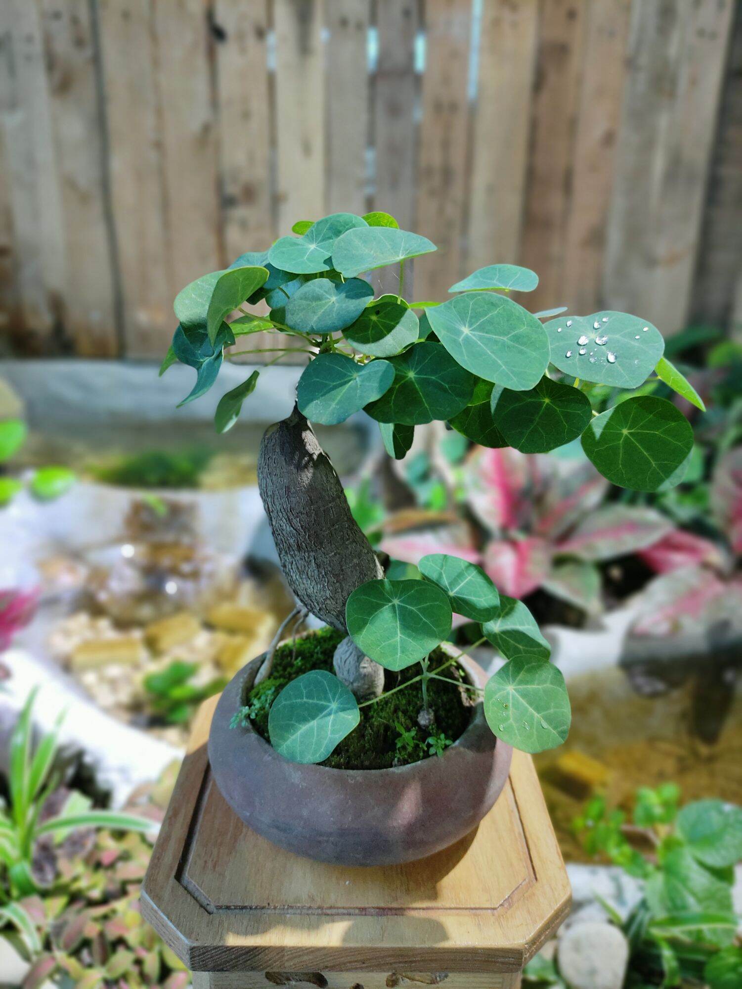 củ bình vôi, cây để bàn phong thủy