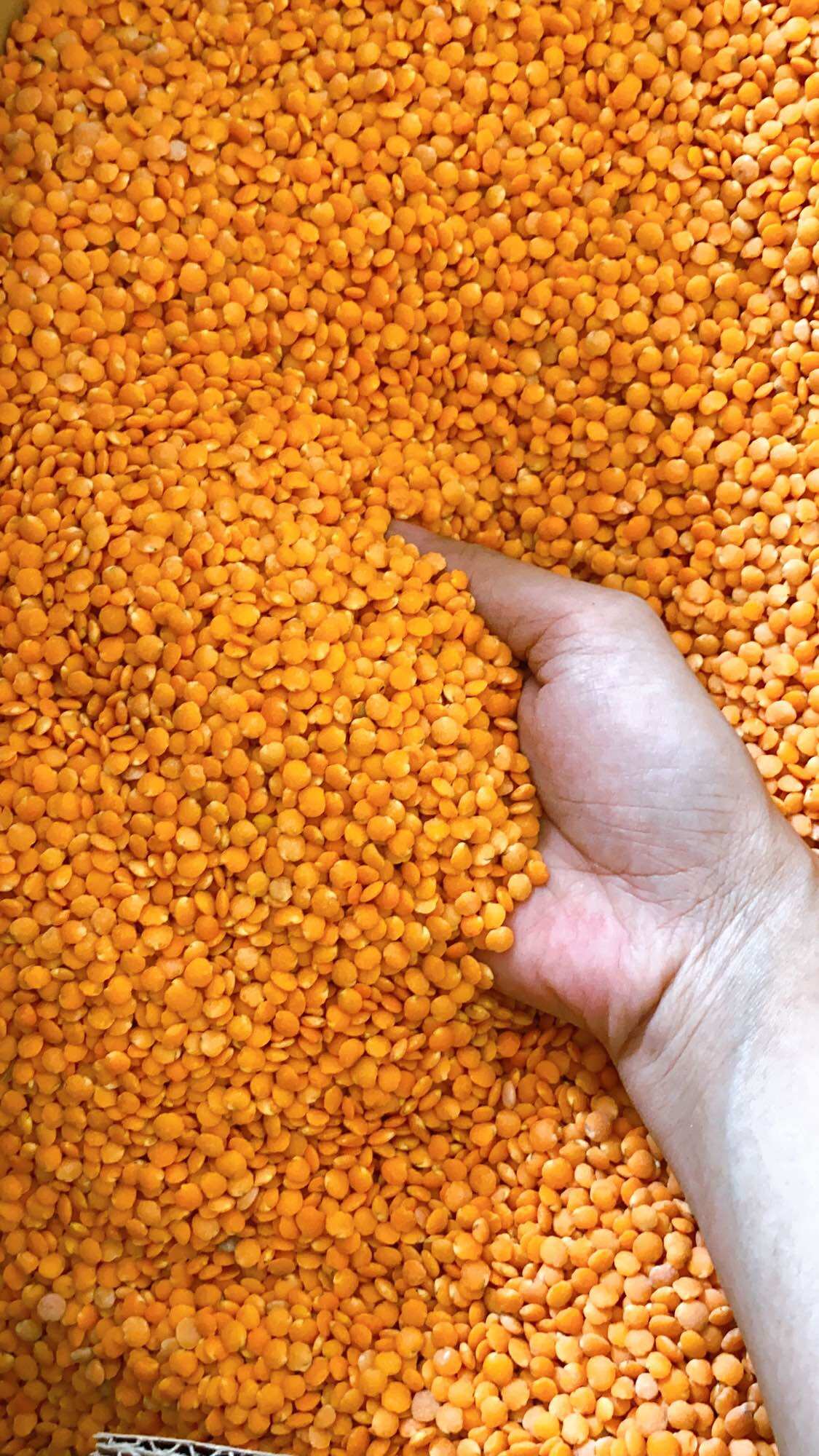 500g đậu lăng đỏ hữu cơ