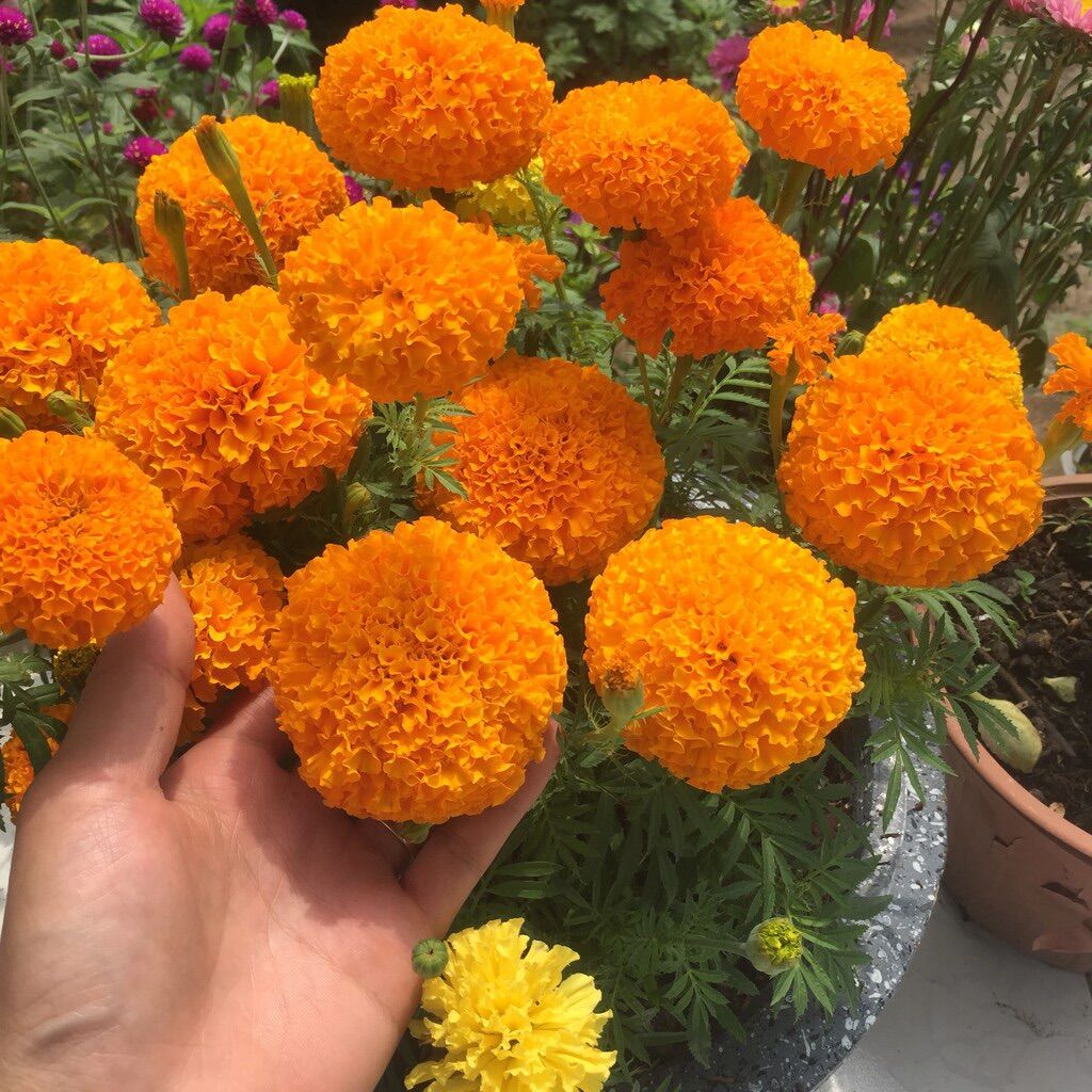 HẠT GIỐNG HOA VẠN THỌ CAM LÙN