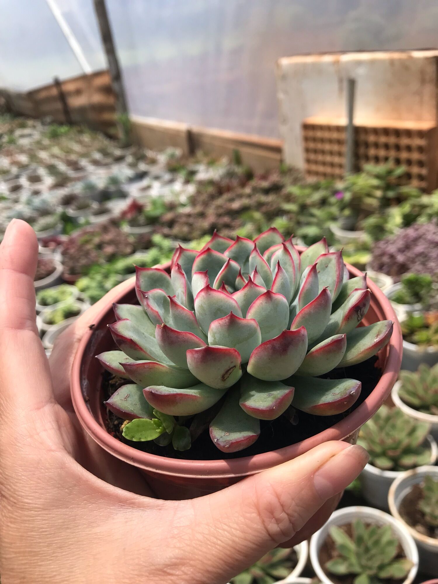 Sen đá viền hồng cute size trung