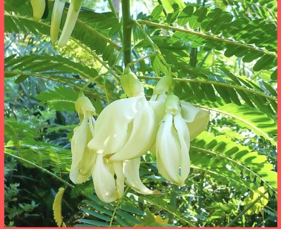 Hạt giống so đũa Tứ quý - Tỉ lệ lên mầm 100%