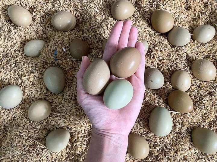 10 trứng chim trĩ về ấp có cồ