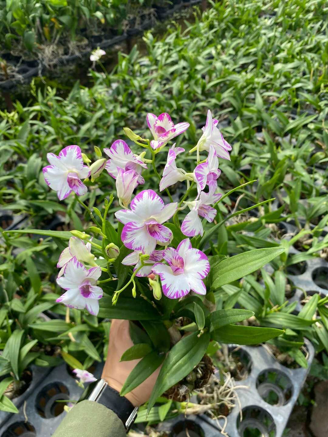 Denro chớp enobi giống (chớp bò sữa)