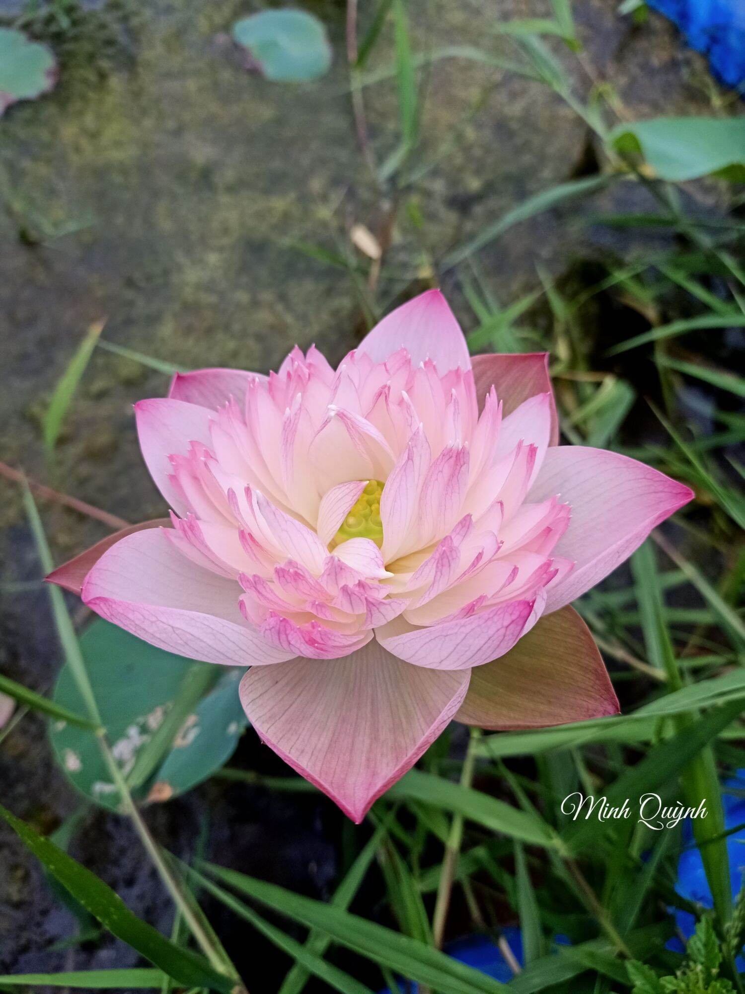 Củ sen Super Lotus