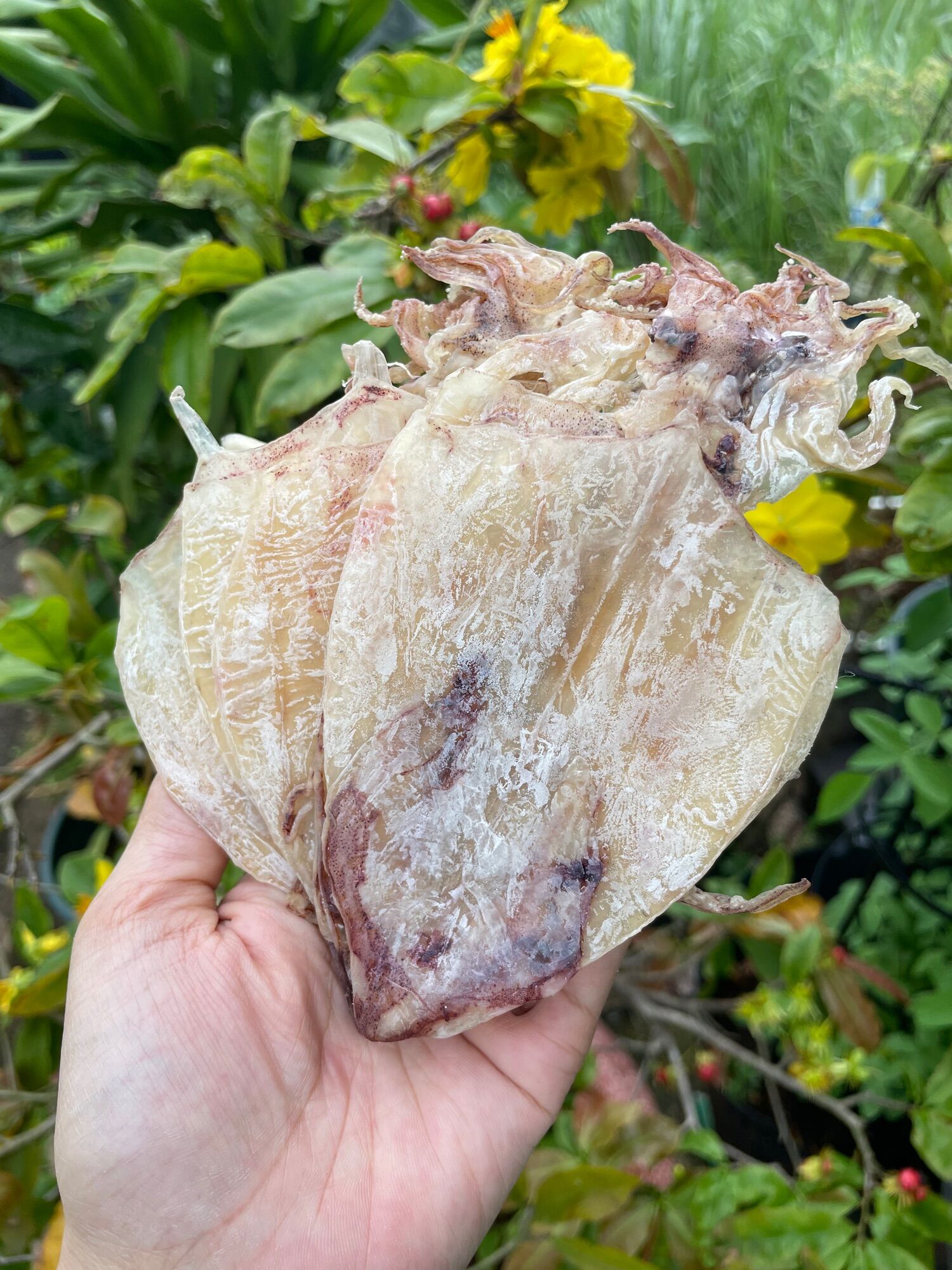 Khô kiên giang- mực khô loại 1 size 50-60 con/1kg .hải sản khô đảo nam du hàng chất lượng bao ngon.