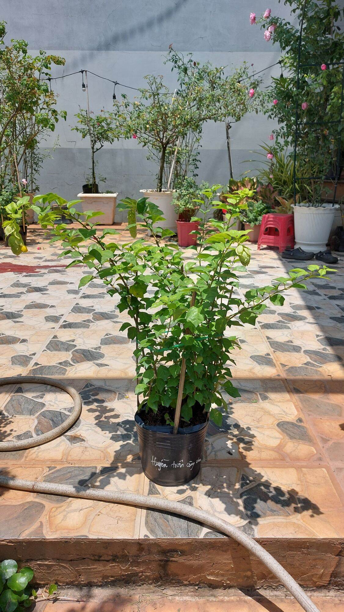hoa huyền trân công chúa
