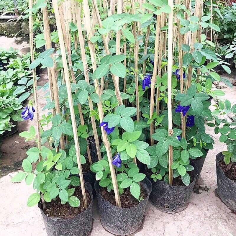 50 Hạt giống hoa đậu biếc