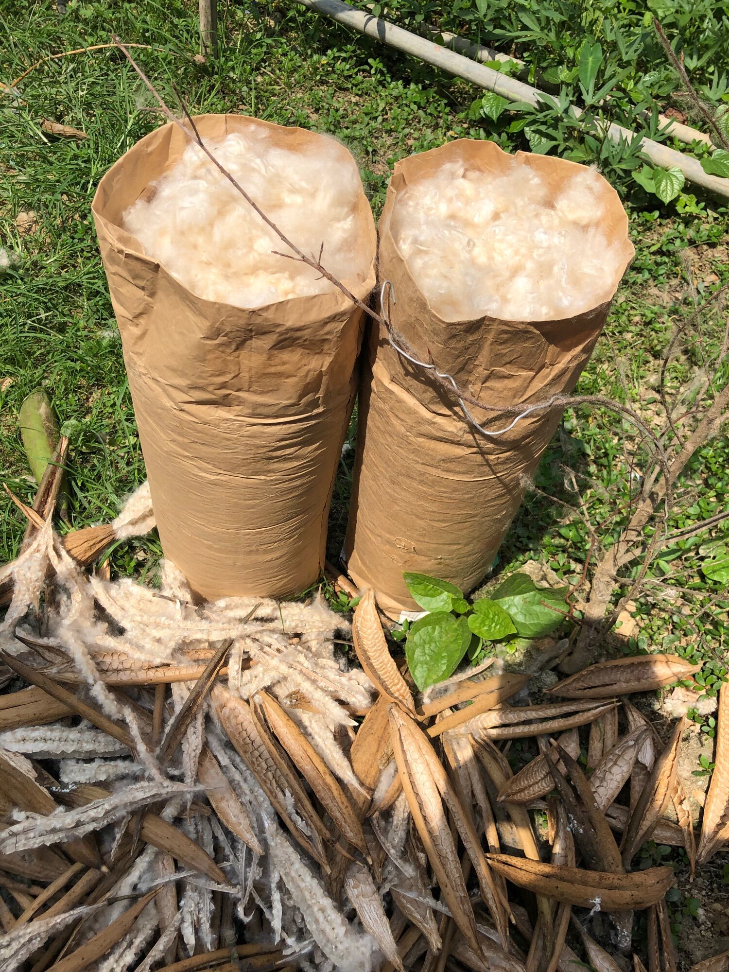 Bông Gòn Tự Nhiên Từ Trái Gòn