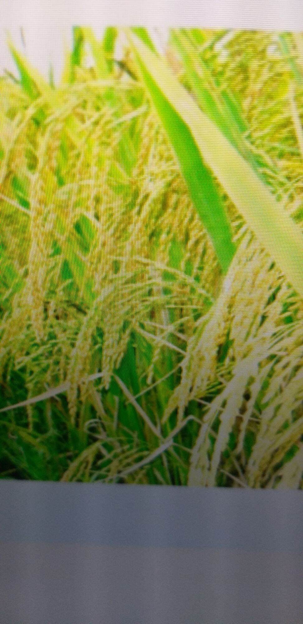 gạo bắc hương 10kg