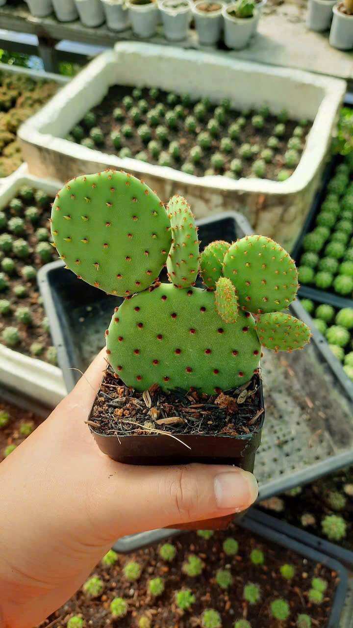 Xương Rồng Tai Thỏ Mickey