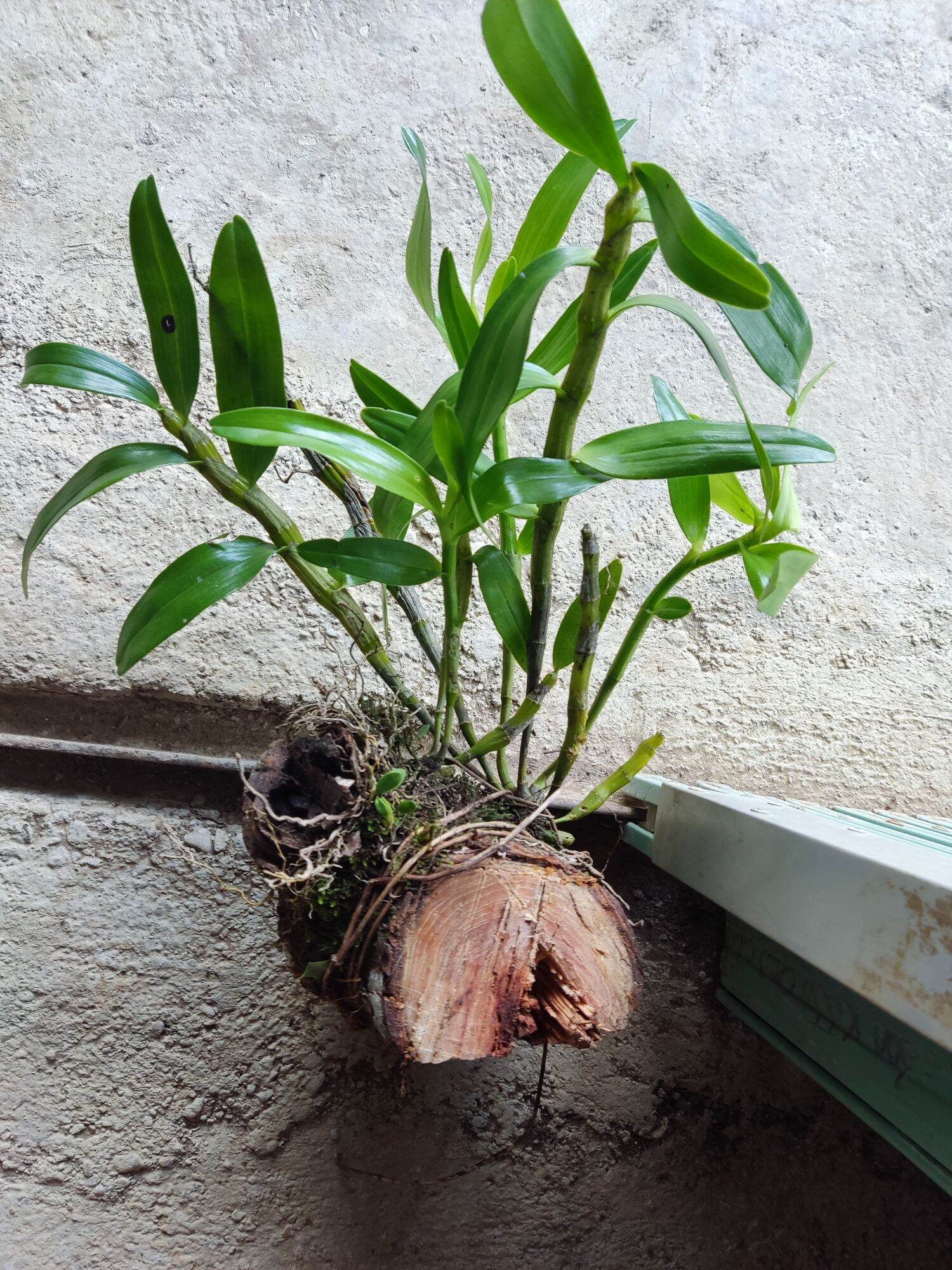combo 3 loại lan rừng