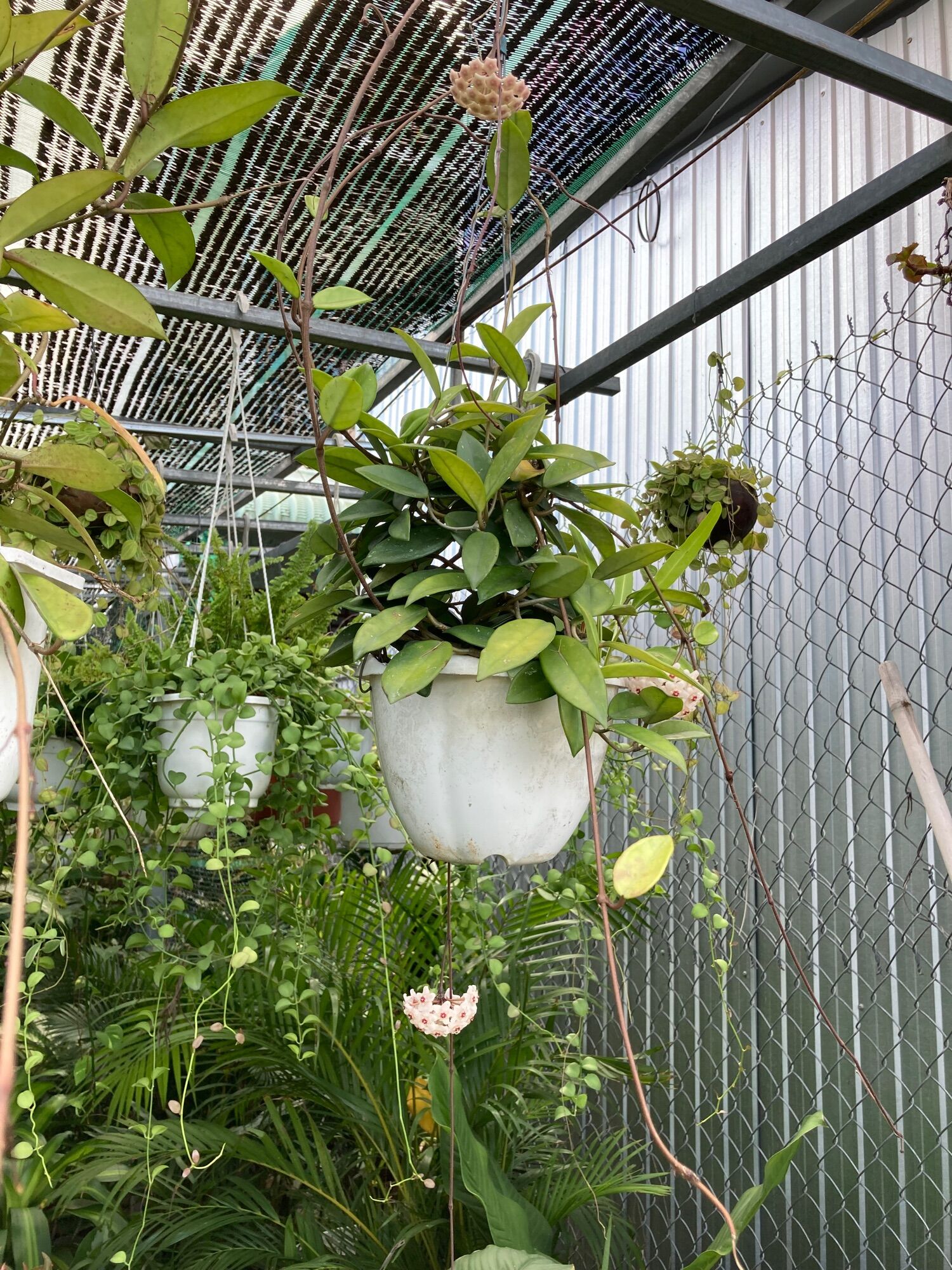 Cẩm cù