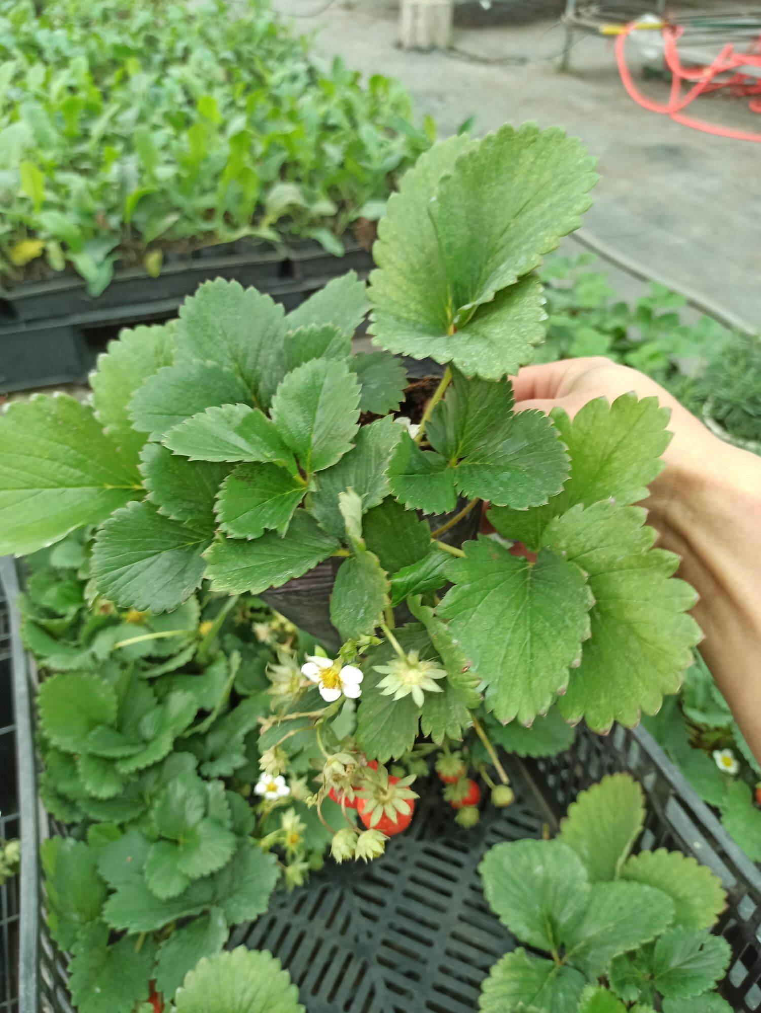 Dâu tây hana (bầu có hoa và quả)