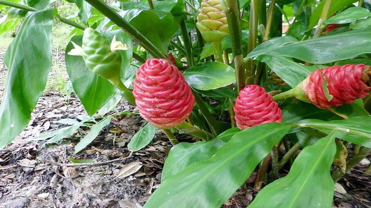 1kg củ gừng gió tươi