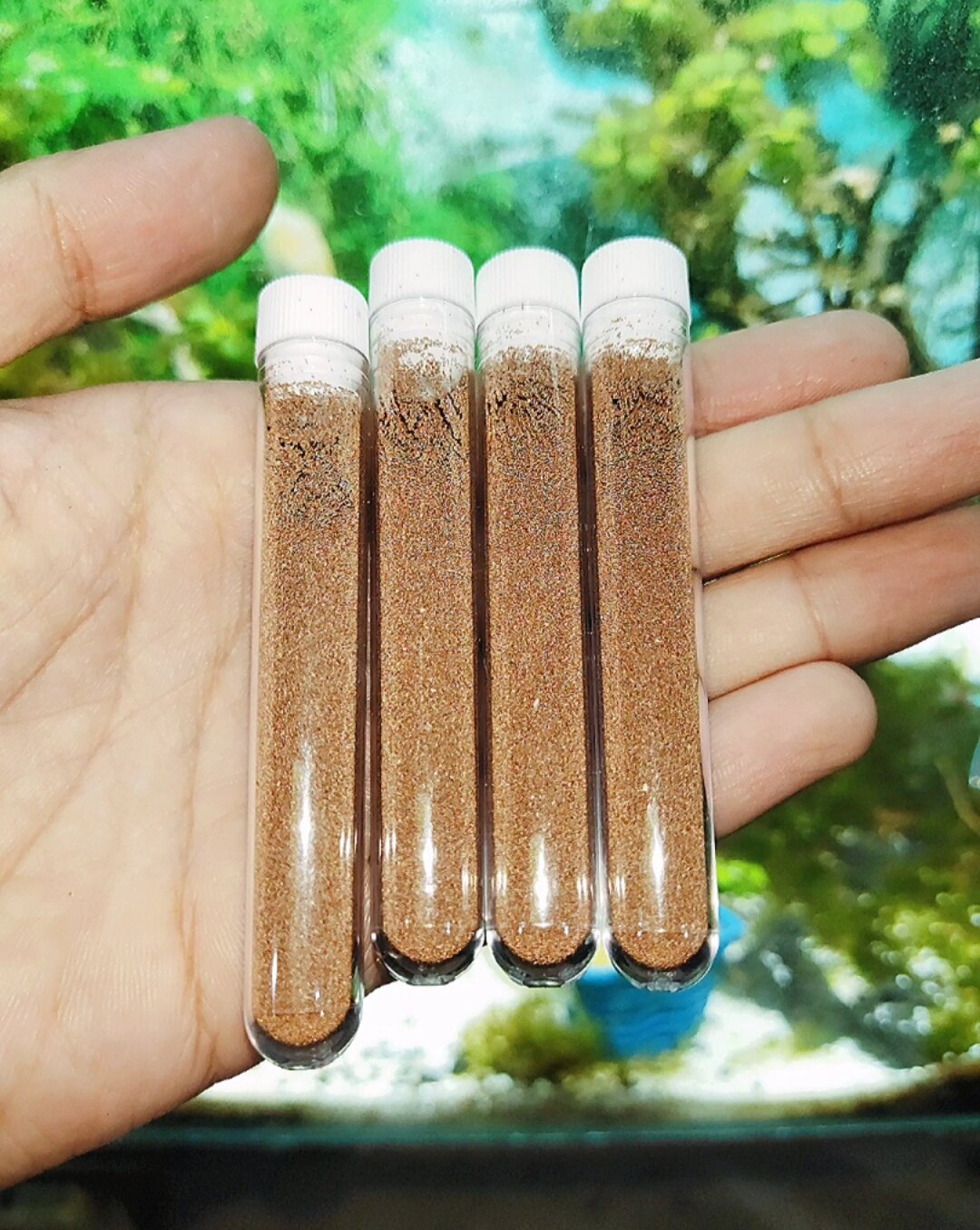 Trứng Artemia Vĩnh Châu