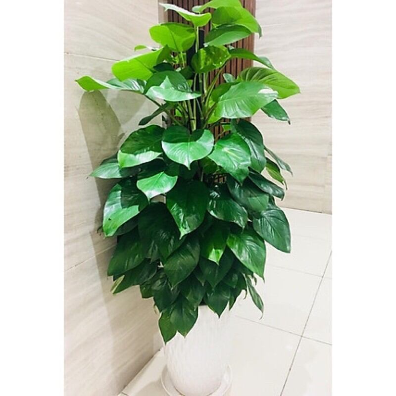 cây trầu bà leo