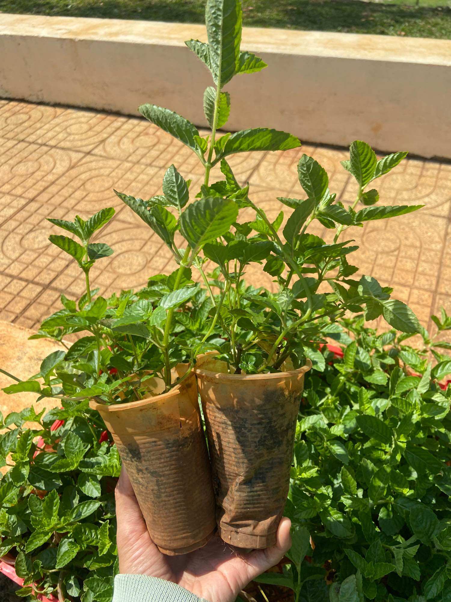 Combo 10cây sương sáo làm thạch sương sáo (thạch đen)