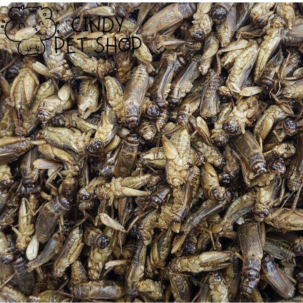 Dế sấy khô cho Hamster, Sóc Bông, Sóc Đất, Bò Sát (30g)