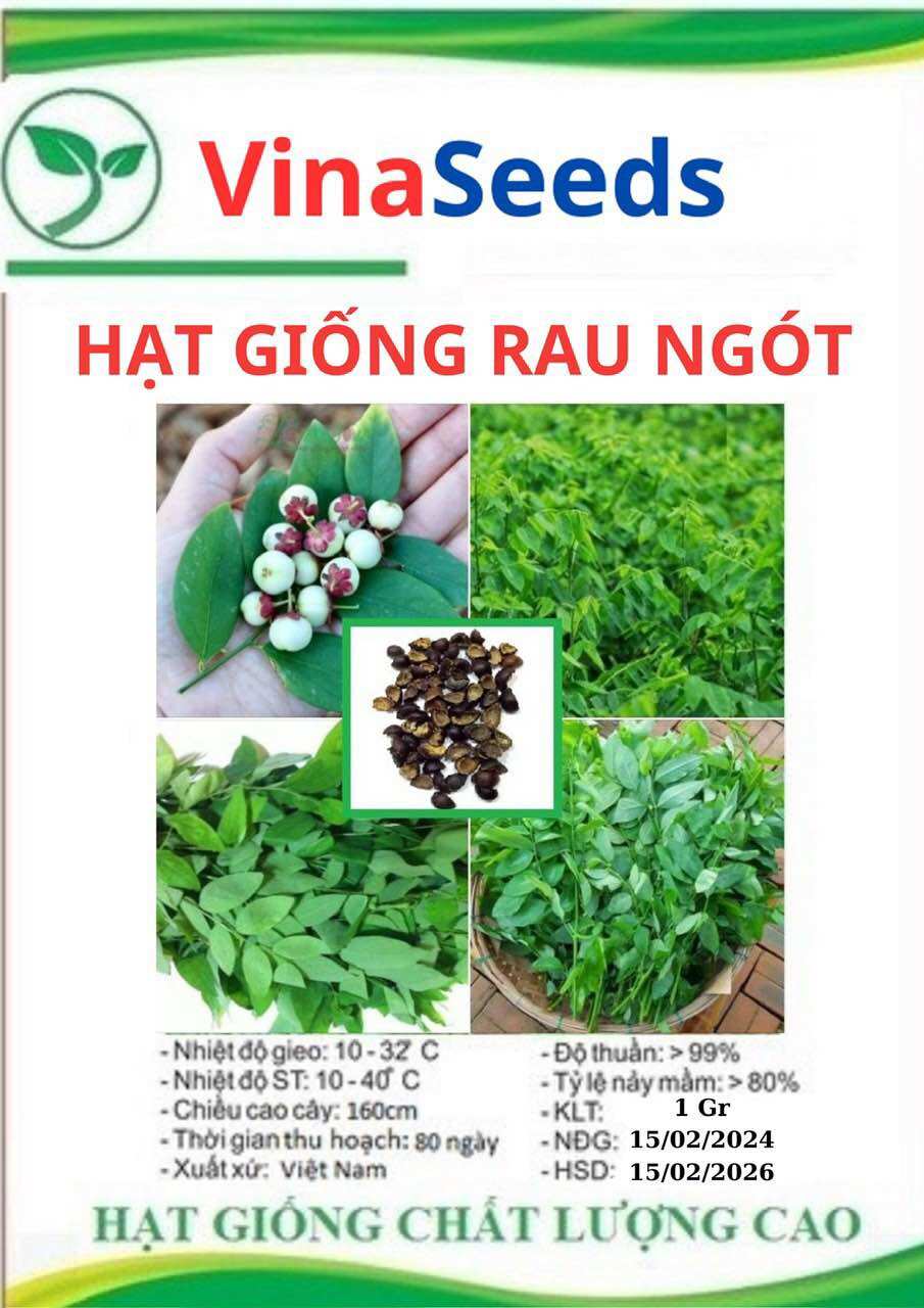 Hạt giống rau ngót - rau bồ ngót siêu ngon 4 mùa