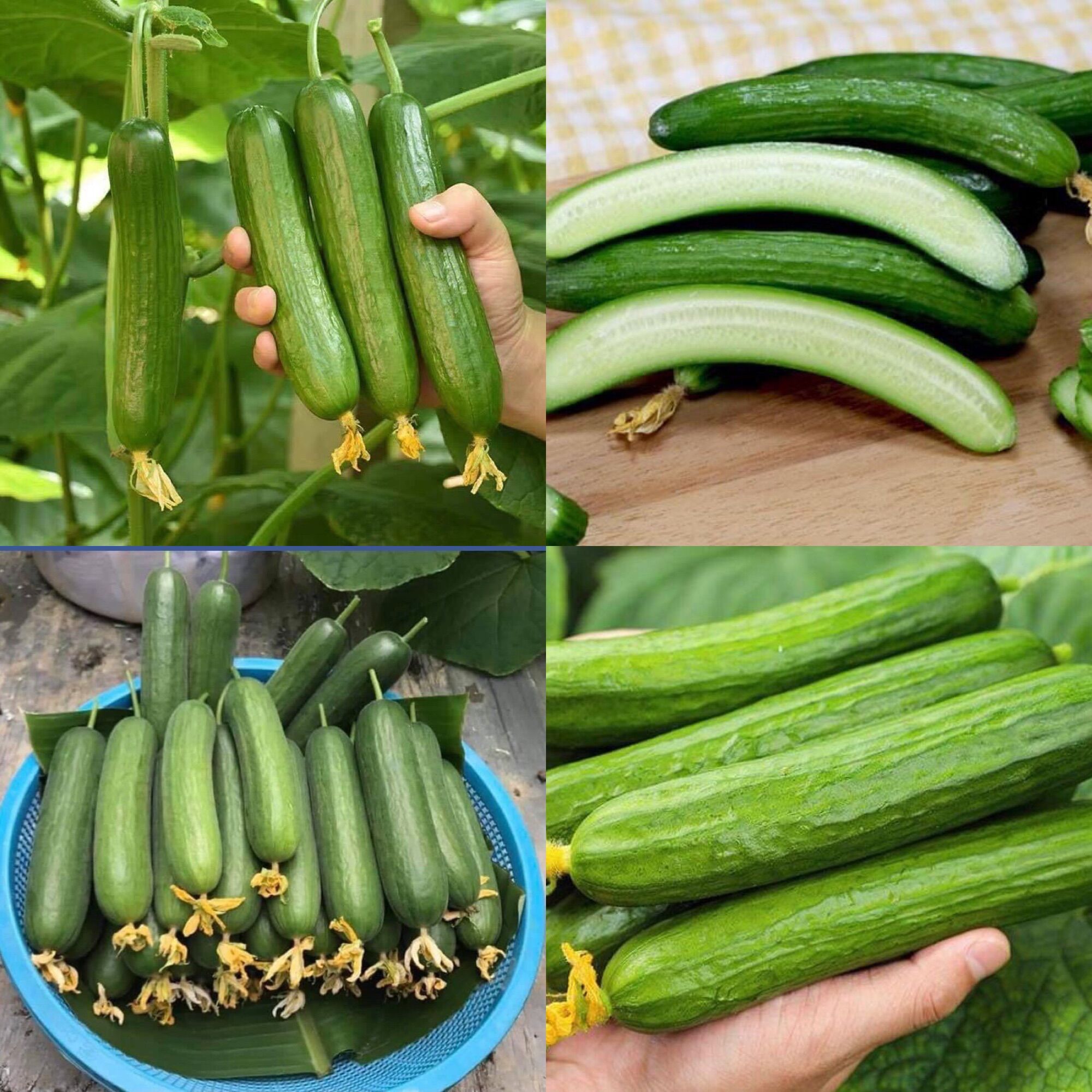 HẠT GIỐNG DUÂ CHUỘT CHÙM TRƠN GREENY