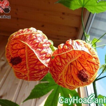 Cây lòng đèn cổ chịu nhiệt (cây bụp lồng đèn) - cây leo hoa đẹp