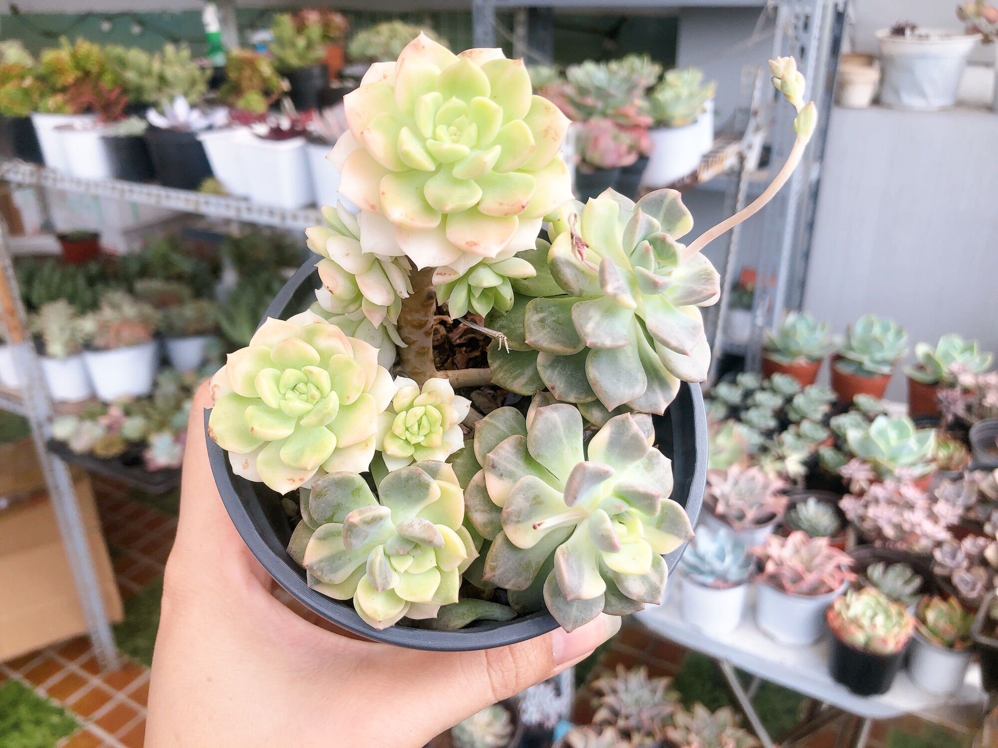 Sen đá diệp hà var