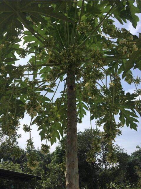 1kg hoa đu đủ đực phơi khô tự nhiên
