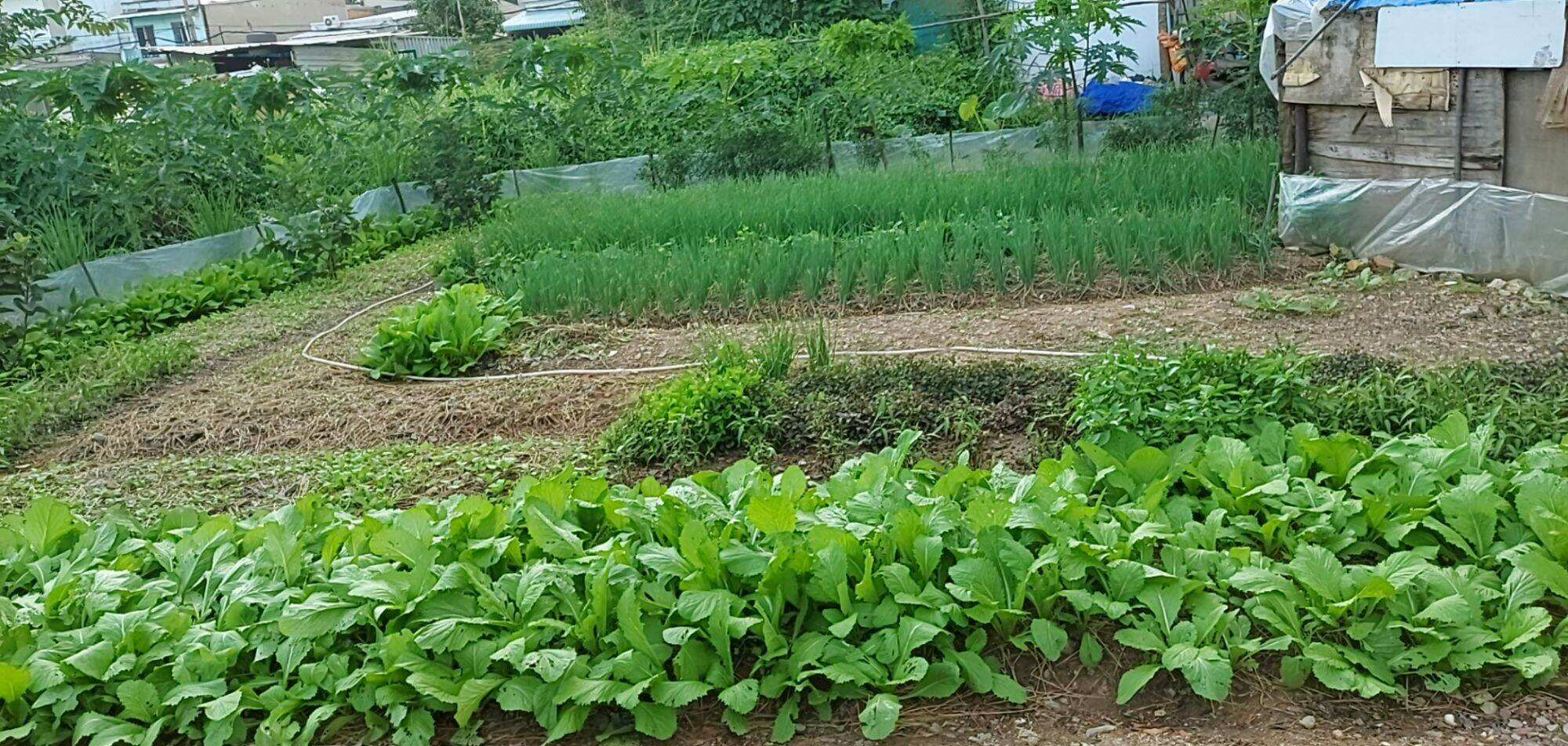 Rau sạch nhà trồng không dùng thuốc trừ sâu, an toàn,tổt cho sức khỏe, giá cả hợp lý. anh, chị, em có nhu cầu xin liên hệ ạ. SDT 0398979623
